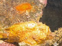 Frogfish